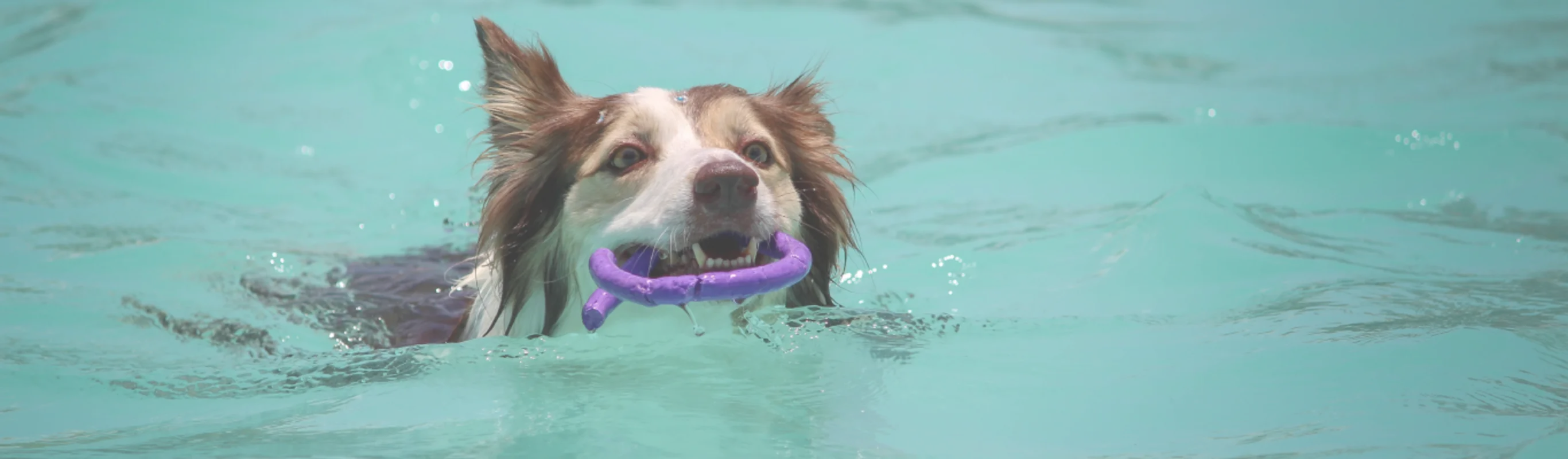 Dog swimming in a pool with a toy in his mouth